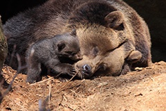 Flyer/Grafik zum Event: Unterwegs im Tierfreigelände am Di., 12.05.2015 von 11:00 bis 14:00 Uhr