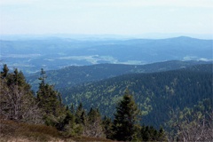 Flyer/Grafik zum Event: Wilde Wälder - Waldnatur am Mi., 03.06.2015 von 10:00 bis 13:00 Uhr