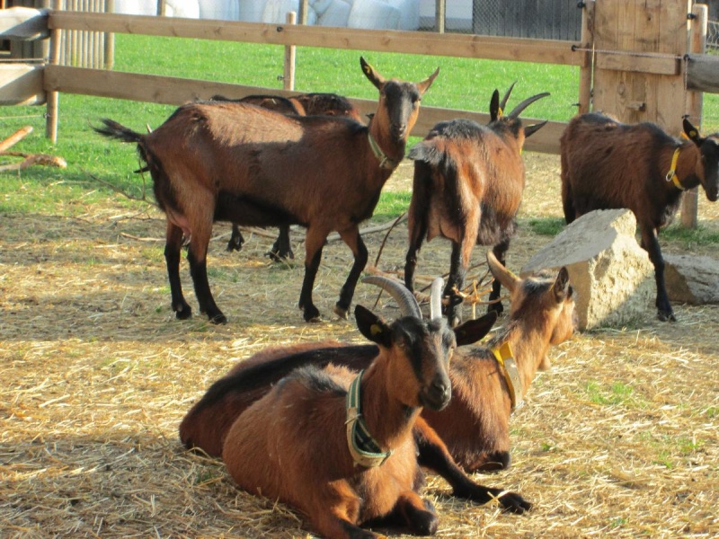 Flyer/Grafik zum Event: Besuch am Ziegenhof am Fr., 11.11.2022 - Fr., 30.12.2022 von 16:30 bis 17:30 Uhr